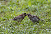 /album/foto-adriano/l4a4913-copia-jpg/